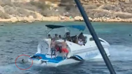 cats1111123.width-750