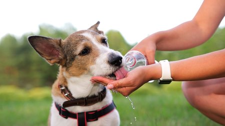 kAUSONAS KAI ANIMALS