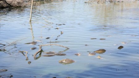 image00035-2048x1366-1-750x4300