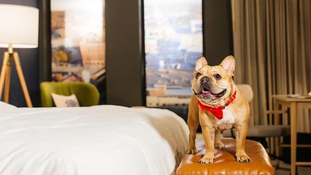 PET FRIENDLY HOTEL