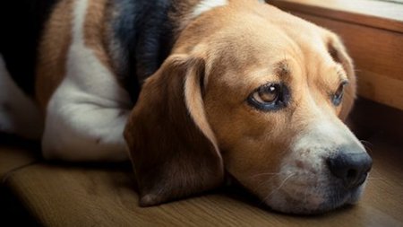 sad-beagle-looking-out-window.jpg.653x0_q80_crop-smart