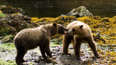 sitka_bears