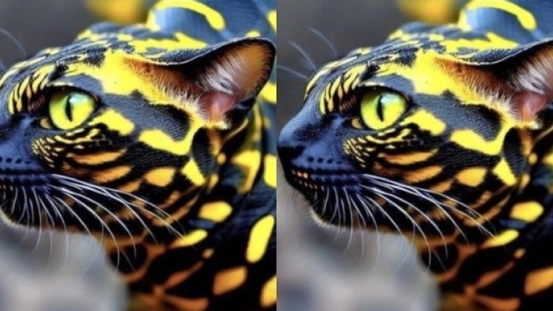gata