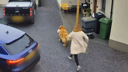 skilos-galopoula (1)