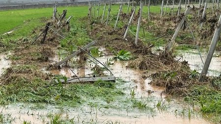 ΓΕΩΡΓΙΑ ΖΗΜΙΕΣ