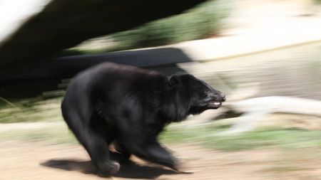 black_bear
