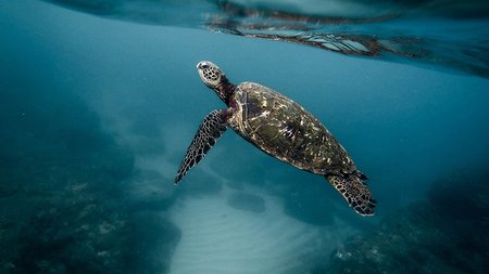 turtle_marine