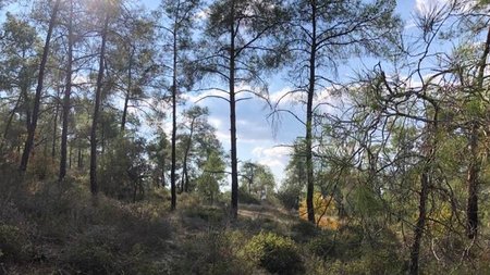 b_b_b_delikipos_dasos