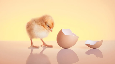 14ca2d03-gpointstudio-Freepik-egg-chicken