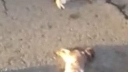 cats