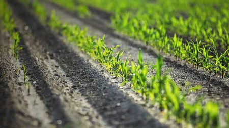 ΒΙΟΛΟΓΙΚΕΣ ΚΑΛΛΙΕΡΓΙΕΣ