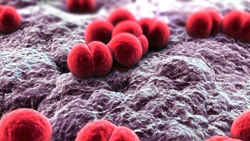 men-morphology-of-neisseria-meningitidis-morphology-of-n.-meningitidis-meningococcus-what-is-the-shaper-of-meningococcus-culture-characteristics-of-neisseria-meningitidis