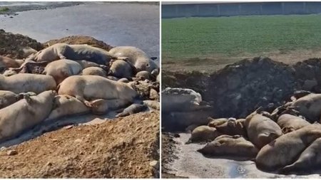 page_pQvEBxG.width-750.width-750