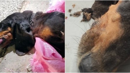 collage963.width-750