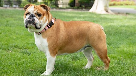 bulldog-4584344-hero-8b60f1e867f046e792ba092eec669256