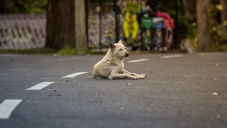 skylos-thumb-large-768x480