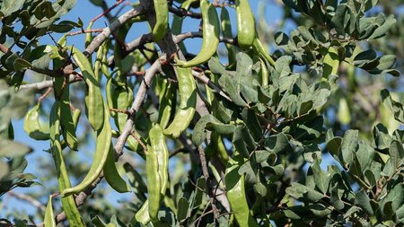 mistikakipou-xaroupia_kalliergeia