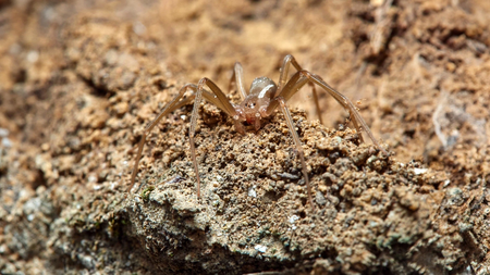 loxosceles_rufescens_xr