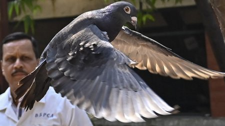 Pigeon-scaled