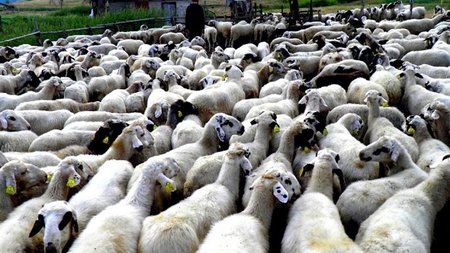 ΠΡΟΒΑΤΑ ΣΦΑΓΗ