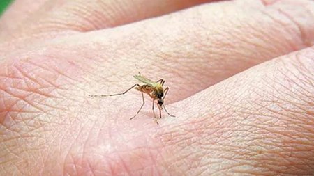 Oropouche-virus-reaches-Europe-pregnant-women-most-vulnerable