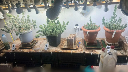 Rodos-ergastirio-kannabis