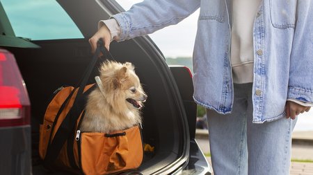 front-view-owner-holding-bag-with-dog