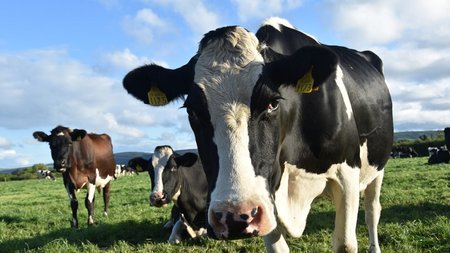 dairy-cow-in-a-field