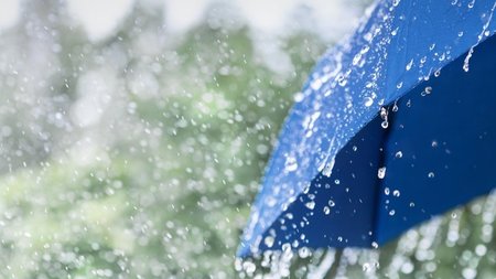 cats77777777.width-750