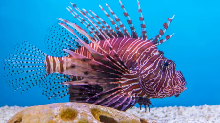 shutterstock_1389375608