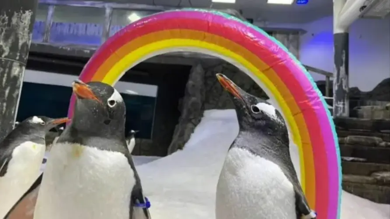 gento-penguins-768x431
