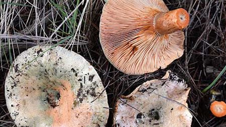 lactarius-semisanguifluus-3