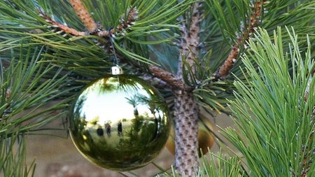 xristugenniatika dentra